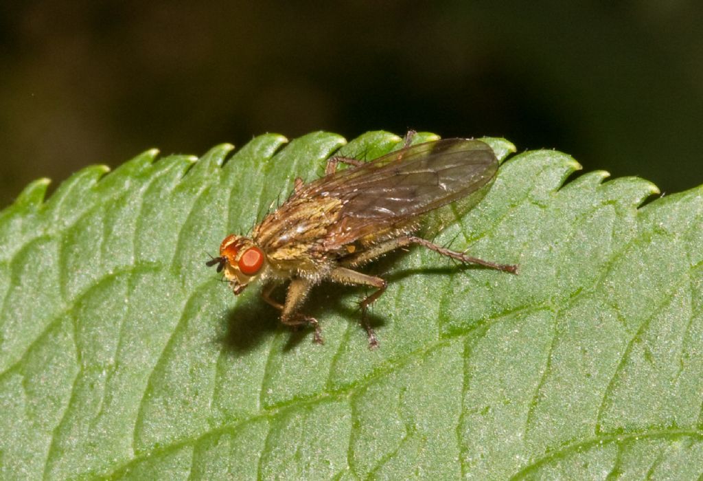 identificazione